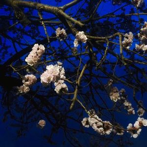 粉嫩AV一区二区三区四区在线不卡
